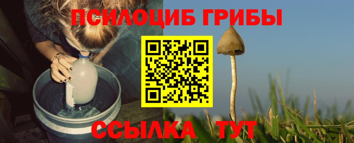 Октябрьский  Псилоцибиновые грибы Psilocybe  Вход с VPN  Псилоцибиновые грибы мицелий 